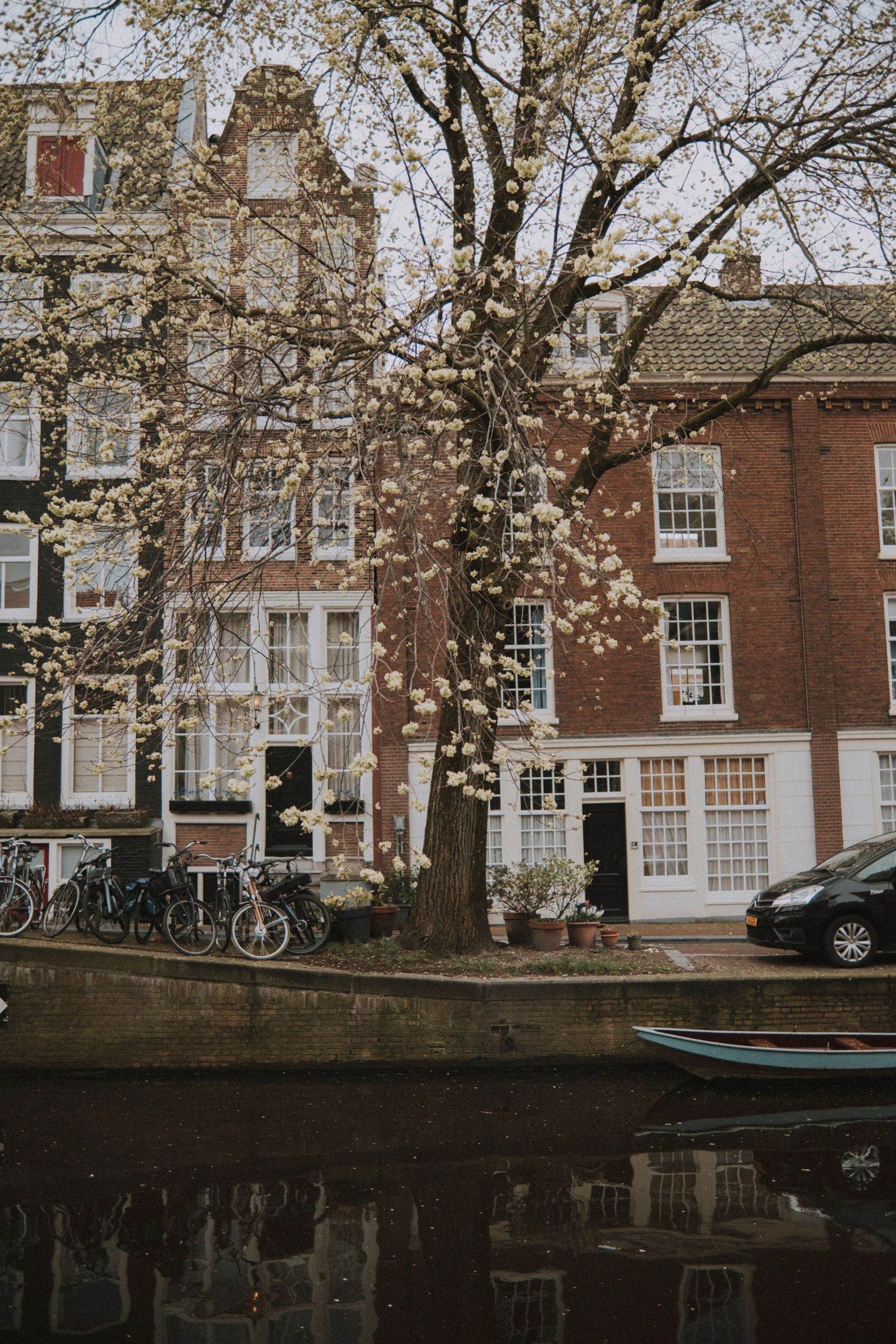 Brick houses, bicycles and spring blossom along an Amsterdam street.