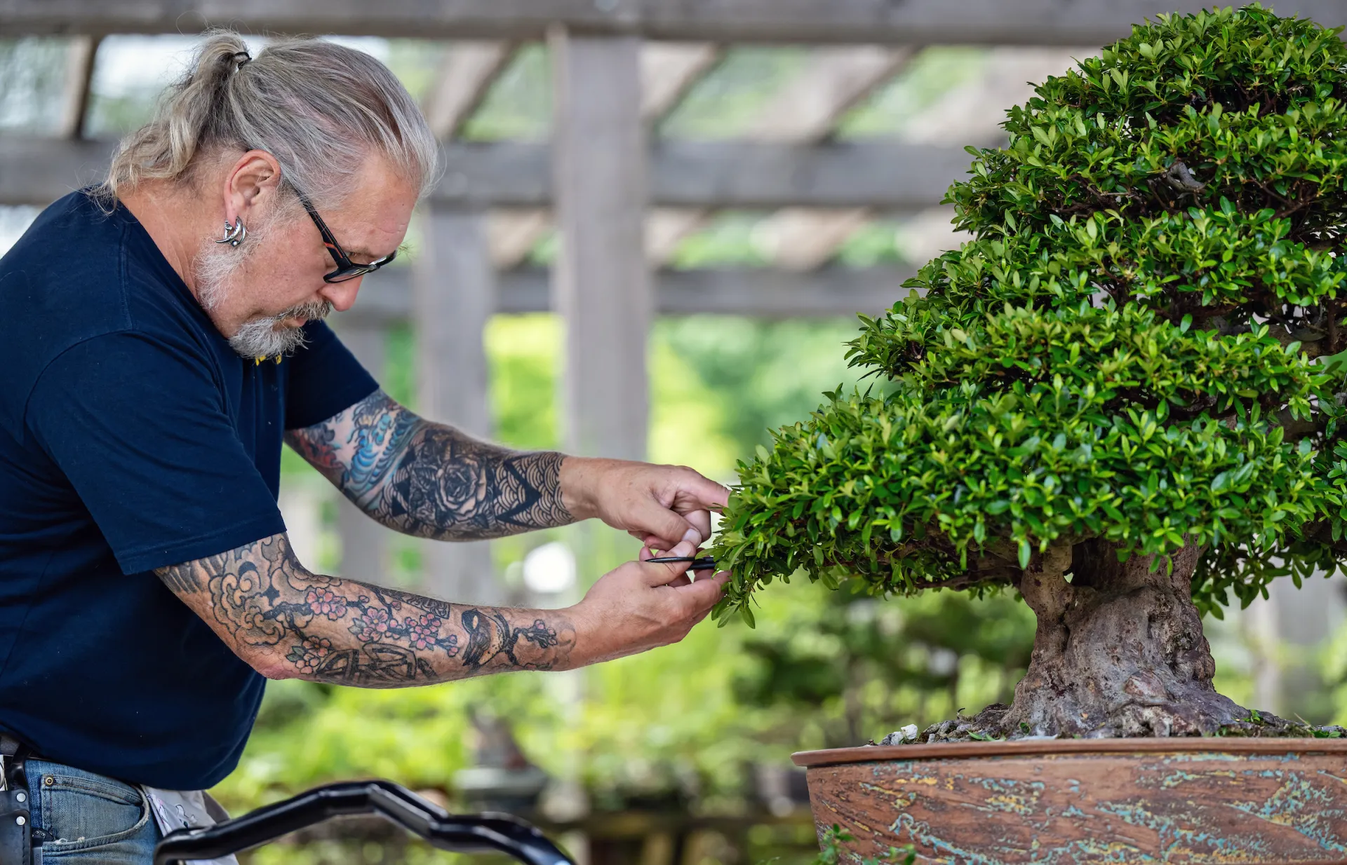 A horticulturalist tending a bonsai at Matthaei Botanical Gardens